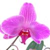 Орхидея :: Дарья Подолянець