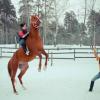 Игры с лошадью :: Александра Карпушкина