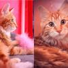 Выставка кошек :: Анастасия Нефедьева