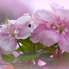 Розовая весна :: Nina Streapan