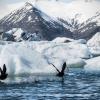 Glacier lagoon :: Александра Галдина