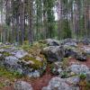 В лесу среди камней. :: Александр Максименко