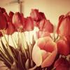 39 красных тюльпанов :: Евгения Ганжа