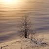Одинокое дерево :: Александр Максименко