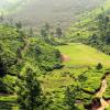 Чайные плантации. Индия. :: Мария Майданова