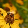 Пчела :: Ирина Иванова