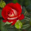 Красно-белая роза :: Андрей Богданов