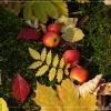 Осенний натюрморт :: ФотоДуэт- Самара