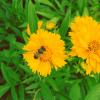 Пчелка на цветочке :: Виктория Горюн