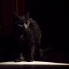 Тима (любимый кот после вечернего душа) :: Денис Брыков