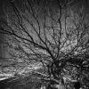 Дерево в скале :: Андрей Ленев