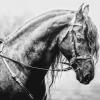 Самая красивая лошадь :: Татьяна Решанова