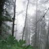 Туман в лесу :: Евгения Шикалова