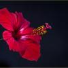 Hibiscus rosa-sinensis :: Georgy Kalyakin