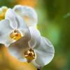 орхидея2 :: Ксения Калачева