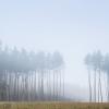 Из серии "Лес в тумане" :: Сергей Корнев
