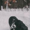 snow dog :: Валерия Потапенкова