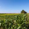 Пейзаж с кукурузой :: Олег Артамонов
