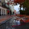 Осенним ковром украшен город.... :: Виктория ЖиВи