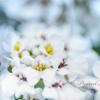 Белые цветы макро :: Ciprian Pascal