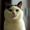 портрет друга- от бездомного котёнка-заморыша  на улице  до взрослого, благодарного  кота в доме :: Юрий Шамсутдинов