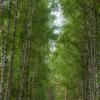 Трое и лес :: Алексей Медведев