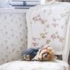 Собака на стуле :: Мария Орлова