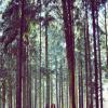 В лесу :: Катя Саленик