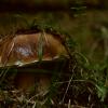 На грибы в Закарпатье :: Рома Рекивчак