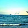 Море и чайки :: Екатерина Бондарь
