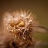 Гнездо из цветка :: Надежда Гутрина