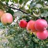 Яблоня с яблоками. :: Сергей Черепанов