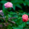 Роза для внучки в ахромате :: Андрей Селиванов