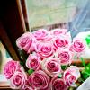 Розы :: Katerina Taran