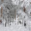 Узоры зимнего леса :: Вадим Басов