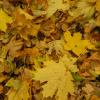 Красивые кленовые листья :: Варвара Савельева