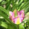 Начало мая... Цветут дождливым утром тюльпаны… :: Freddy 97