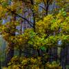 Осенний лес :: Владсилав Матвиенко