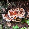 Удивительный мир грибов. Гуттирующий трутовик. :: Валерия Комова