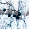 Черноплод в зиму :: Андрей Аксенов
