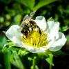 Пчелка :: Виктория Юшина