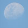 Дневной лик Луны :: Алла Яшникова