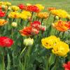 Махровые тюльпаны "Sunlover" :: Alm Lana