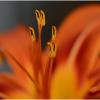 ..... :: Sergey (Apg)