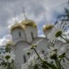 Через ромашки... :: Мария Миргородская