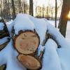 Брёвна в Гатчинском парке под снегом 2 :: Анастасия Белякова