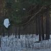 Играют ли в снежки деревья? :: Михаил Полыгалов