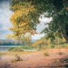 Дерево на берегу реки :: Николай Чекалин