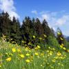 Мир Природы "The Natural World" Весеннее пробуждение, Österreich Urlaub in Ramsau am Dachs :: "The Natural World" Александер