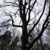 Апрельское дерево :: Андрей Лукьянов